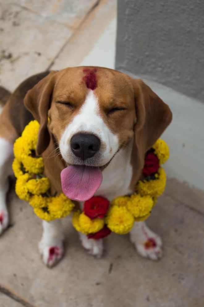 vi. il blog di vinicio mascarello festa cani nepal kukur tihar costume tendenze 