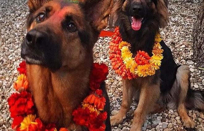 vi. il blog di vinicio mascarello festa cani nepal kukur tihar costume tendenze