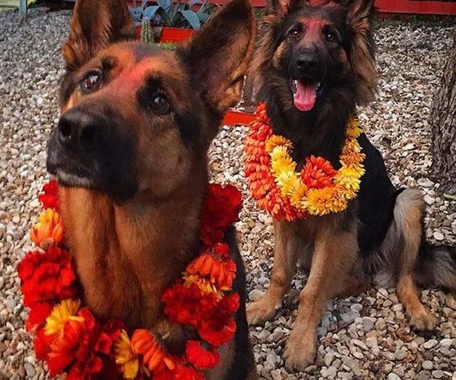 vi. il blog di vinicio mascarello festa cani nepal kukur tihar costume tendenze